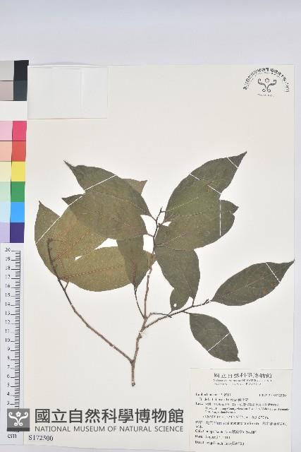 刺杜密藏品圖，第1張