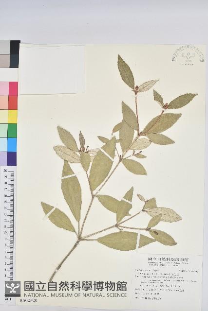 大冷水麻藏品圖，第1張