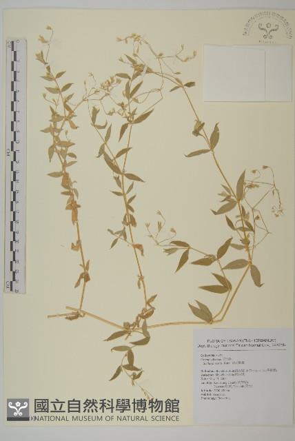 疏花繁縷藏品圖，第1張