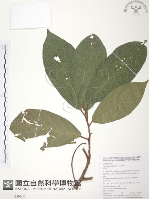 豬母乳、水同木藏品圖，第1張