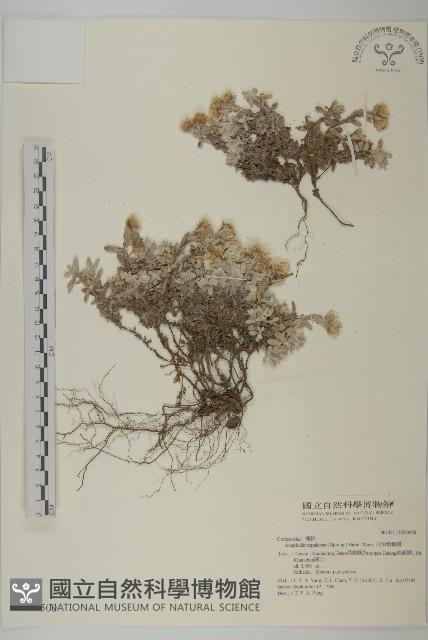 尼泊爾籟簫藏品圖，第1張