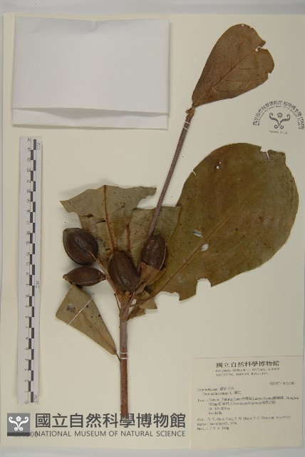 欖仁藏品圖，第1張