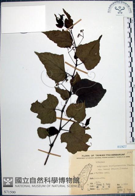 漢氏山葡萄藏品圖，第1張