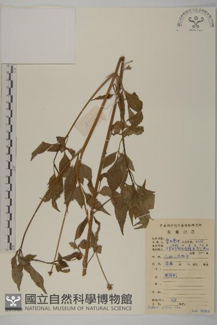 白花鬼針藏品圖，第1張