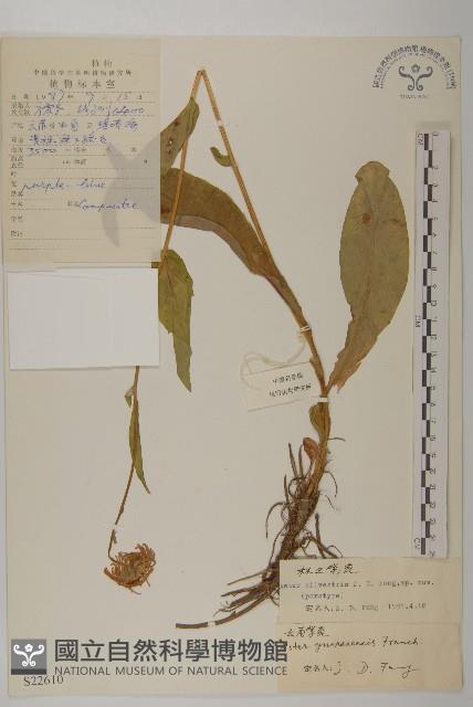 林生紫菀藏品圖，第1張