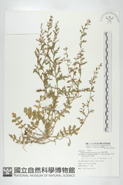 廣東葶藶藏品圖，第1張