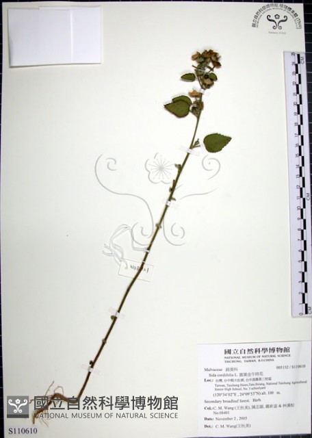 圓葉金午時花藏品圖，第1張
