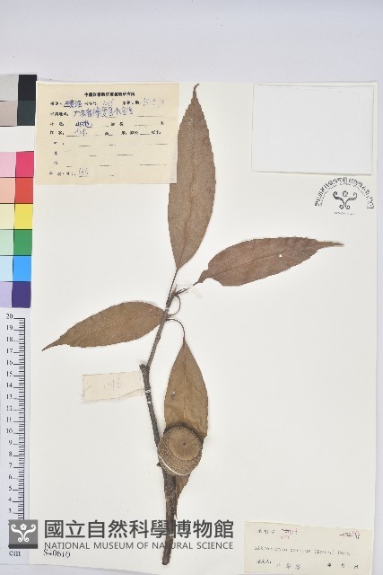 後大埔石櫟、煙斗柯藏品圖，第1張
