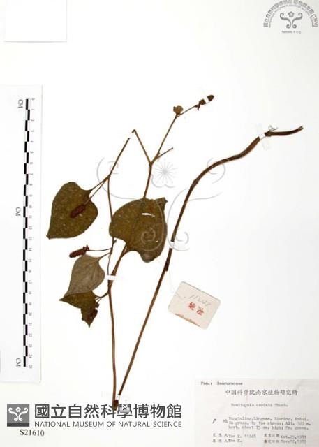 臭腥草、蕺菜藏品圖，第1張