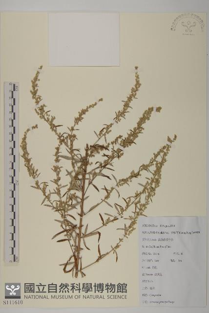 魁蒿藏品圖，第1張