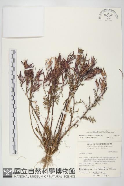 臺灣山芥菜藏品圖，第1張