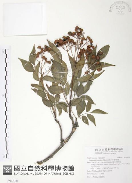 野鴉椿藏品圖，第1張