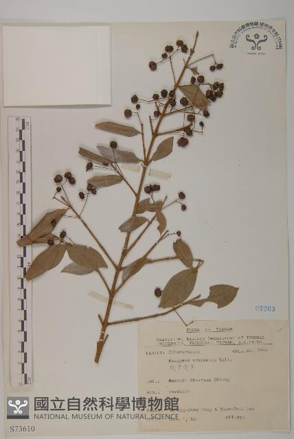 刺果衛矛藏品圖，第1張