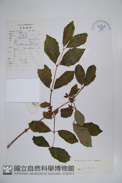 齒葉忍冬藏品圖，第1張