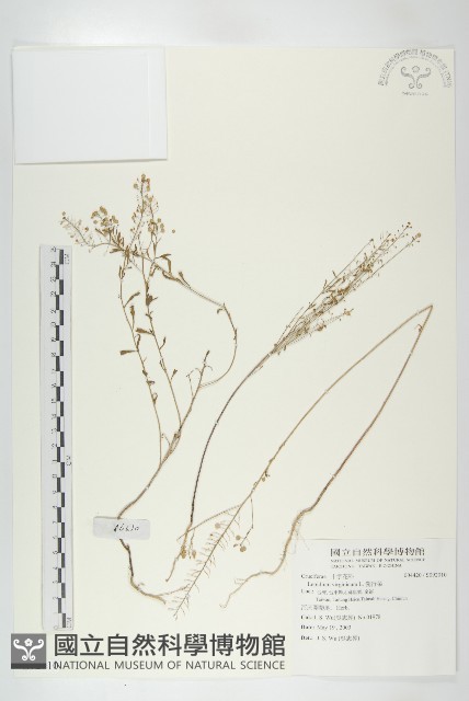 獨行菜藏品圖，第1張