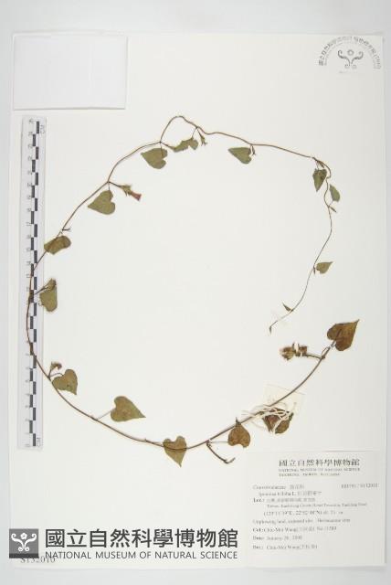 紅花野牽牛藏品圖，第1張