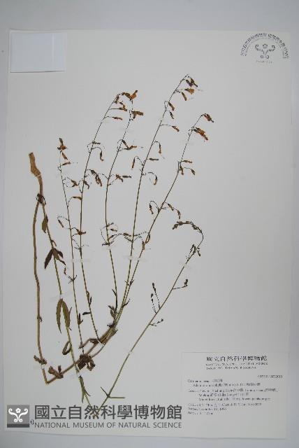 輪葉沙參藏品圖，第1張