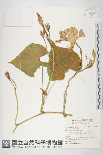 天茄兒藏品圖，第1張