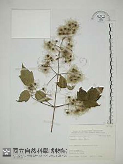 串鼻龍藏品圖，第1張