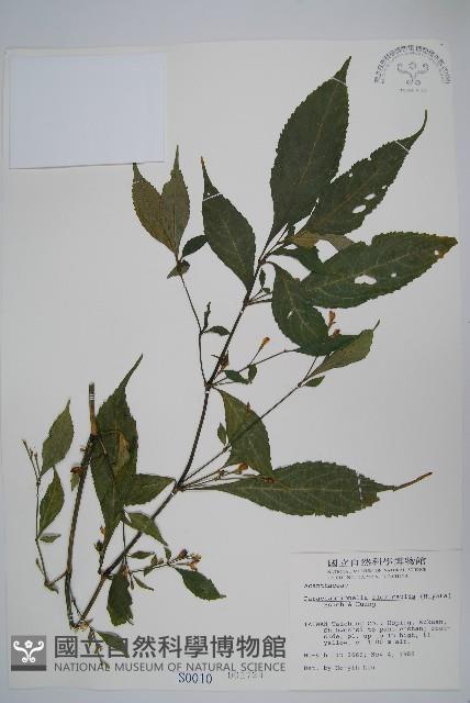 腺萼馬藍藏品圖，第1張