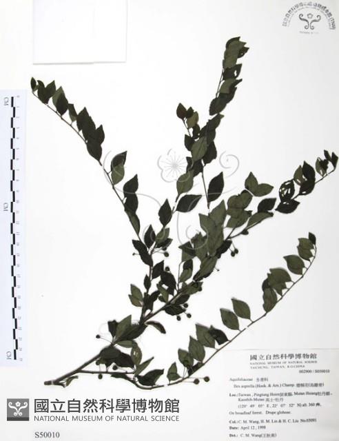 燈稱花、烏雞骨藏品圖，第1張