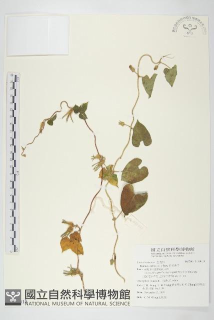 白花牽牛藏品圖，第1張