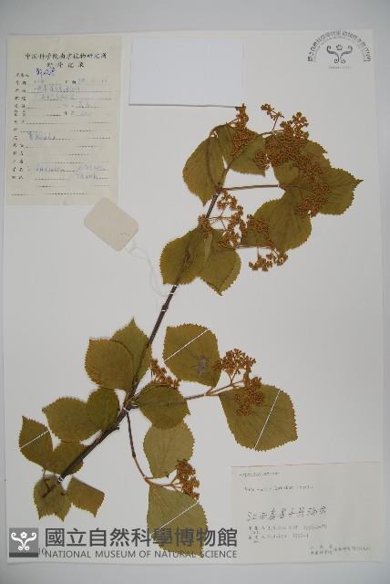 莢迷藏品圖，第1張