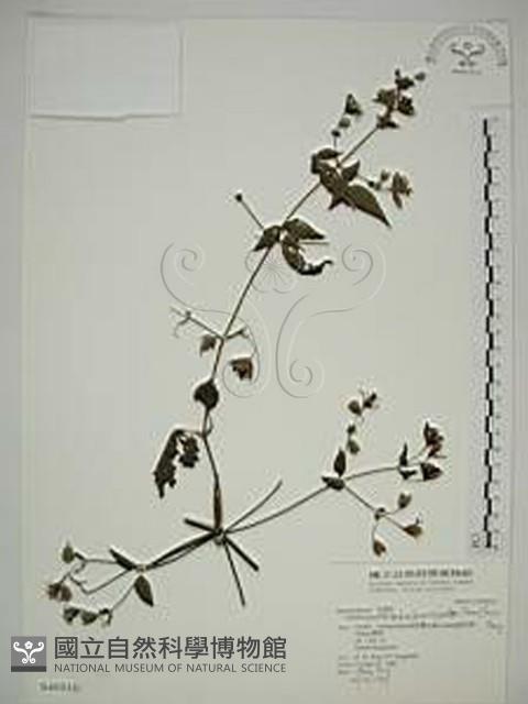 巴氏鐵線蓮藏品圖，第1張