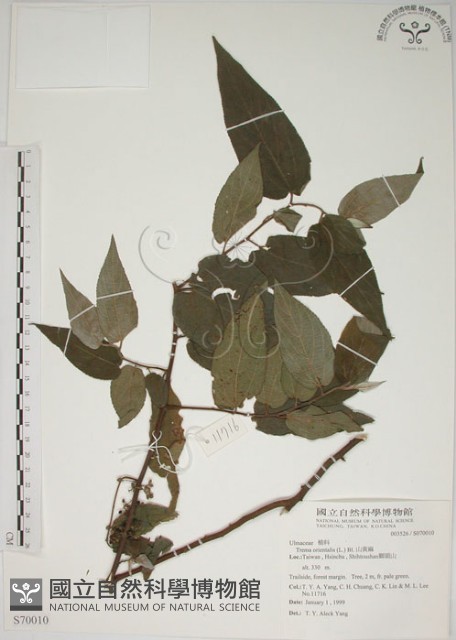 山黃麻藏品圖，第1張