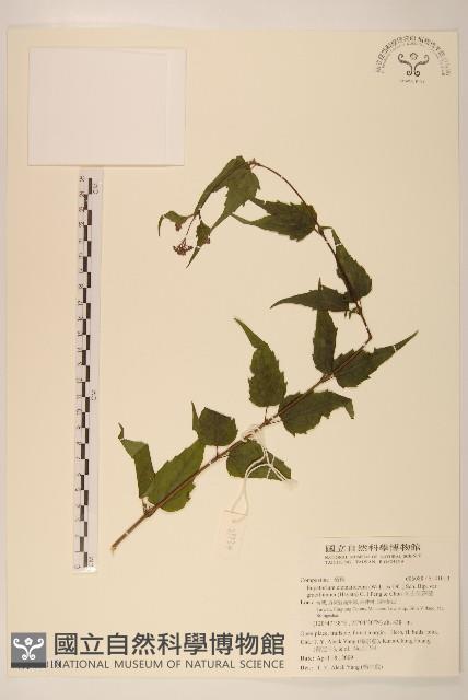 高士佛澤蘭藏品圖，第1張