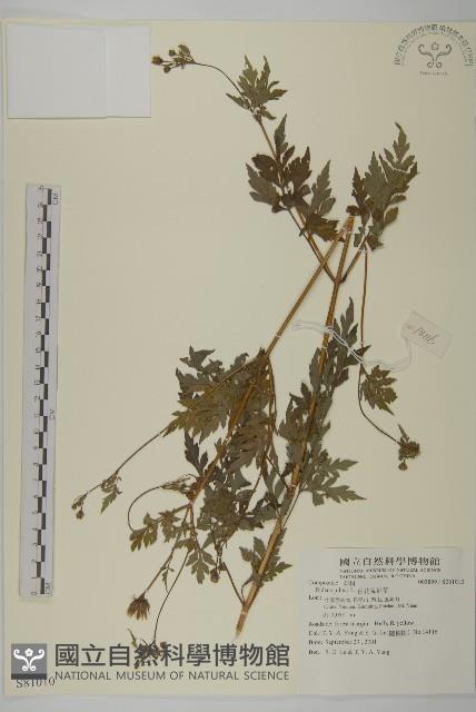 白花鬼針藏品圖，第1張