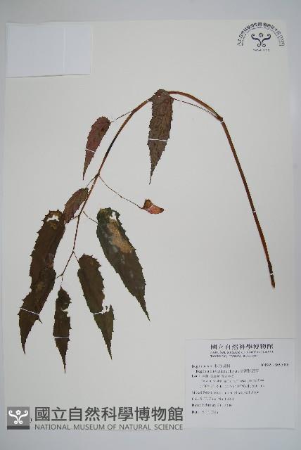 臺灣秋海棠藏品圖，第1張