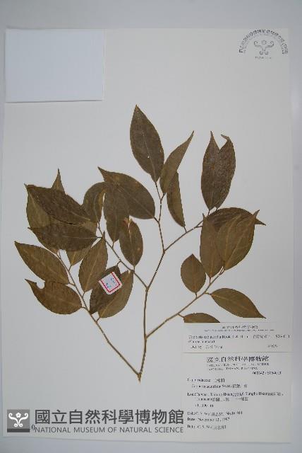 毛瓣蝴蝶木藏品圖，第1張