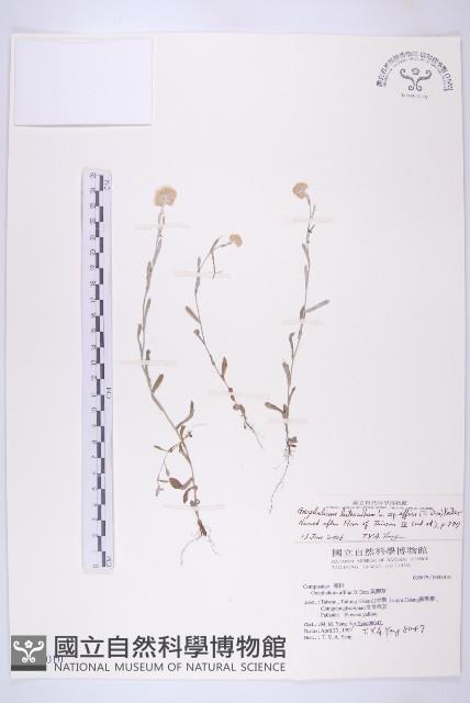 鼠麴草藏品圖，第1張