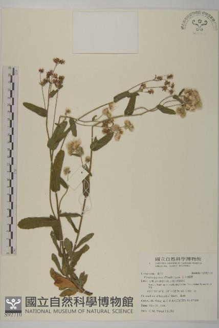 日本假蓬藏品圖，第1張