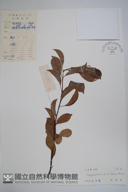 酸藤藏品圖，第1張