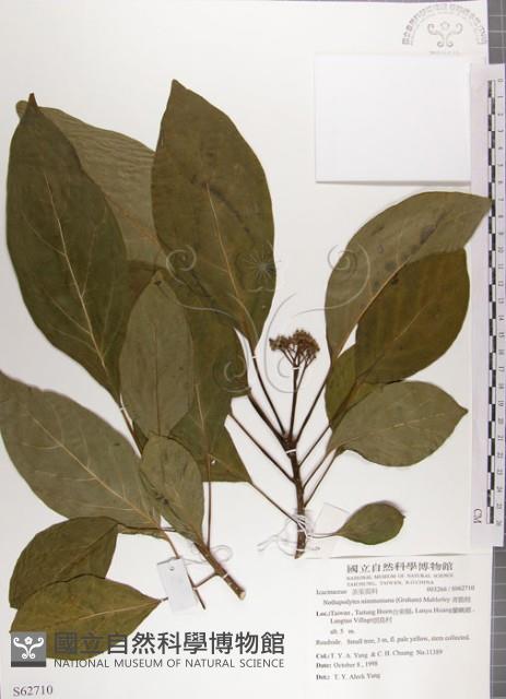 青脆枝藏品圖，第1張