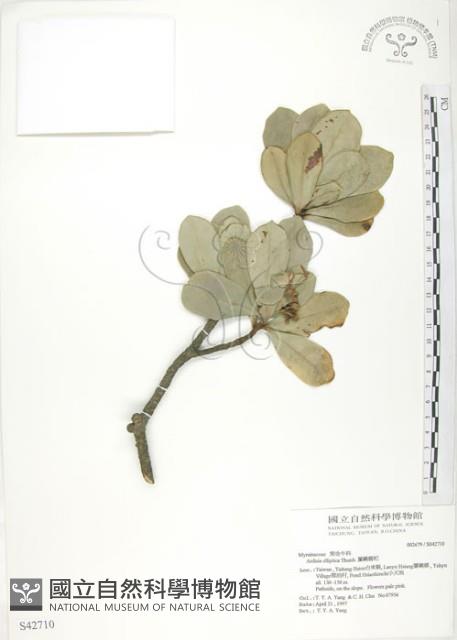 Ceylon Ardisia, Lanyu Ardisia Collection Image