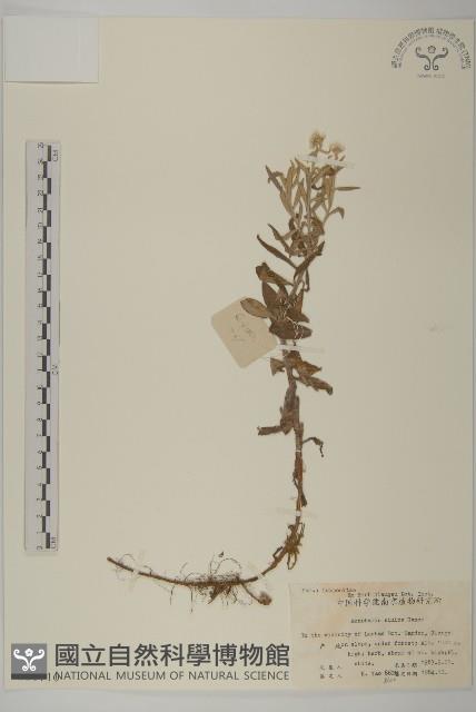 香青藏品圖，第1張