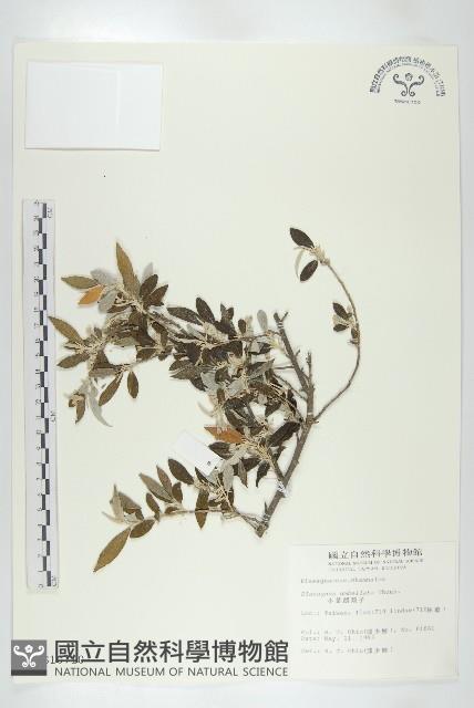 小葉胡頹子藏品圖，第1張