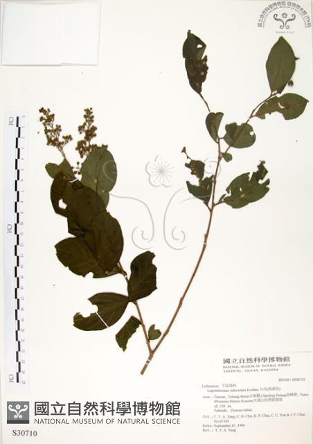 Subcostate Crape Myrtle Collection Image