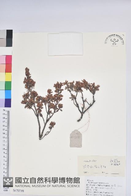 Accession Number:S170710 Collection Image