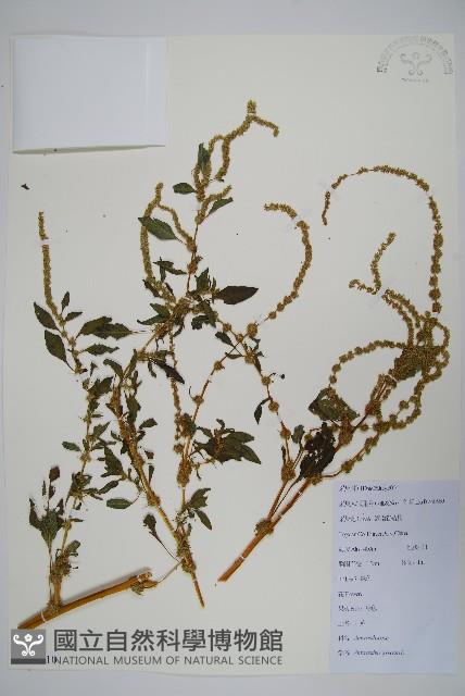 刺莧藏品圖，第1張