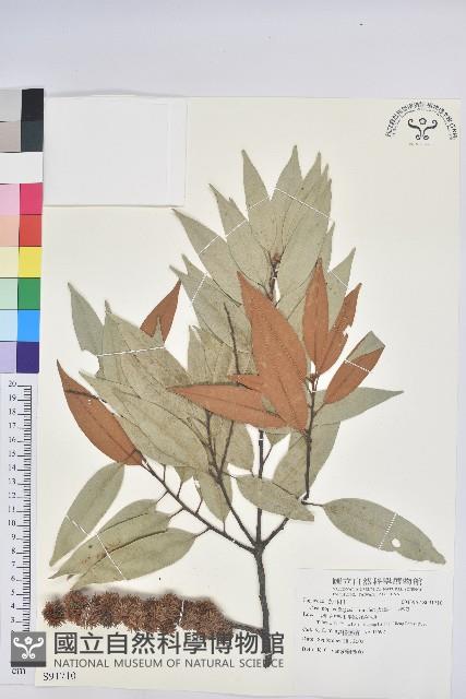 火燒柯、栲樹藏品圖，第1張