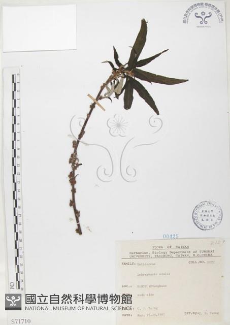 水麻藏品圖，第1張