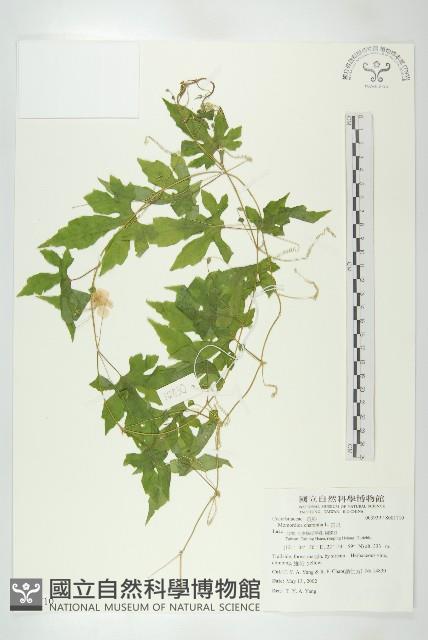 苦瓜藏品圖，第1張