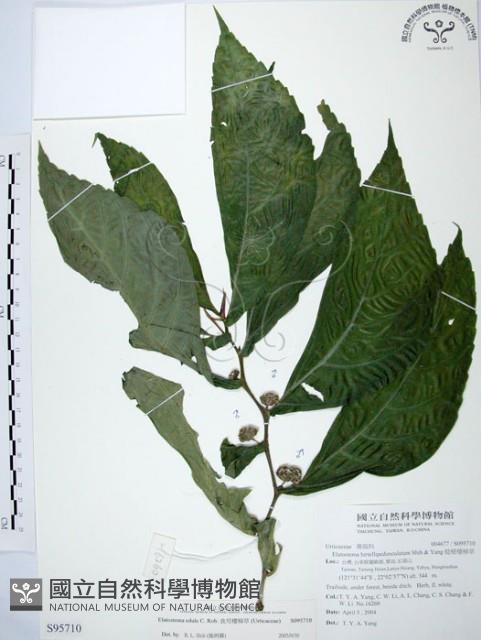 食用樓梯草藏品圖，第1張