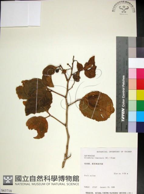 止宮樹藏品圖，第1張