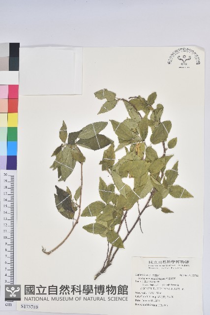 恆春鐵莧藏品圖，第1張