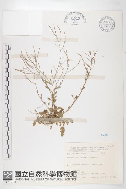 玉山筷子芥藏品圖，第1張